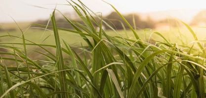 Conferência DATAGRO: Nitro reforça importância dos biocombustíveis para superar desafios do setor sucroenergético