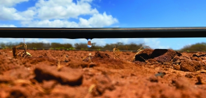 Irrigação por gotejamento: solução para a pior crise hídrica em 70 anos no Brasil