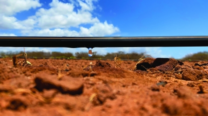 Irrigação por gotejamento: solução para a pior crise hídrica em 70 anos no Brasil