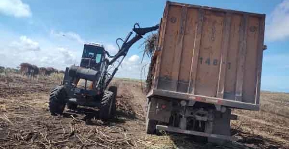 Colheita de cana deve chegar a 20,8 milhões de toneladas na safra 24/25 em Alagoas. - Foto: Reprodução