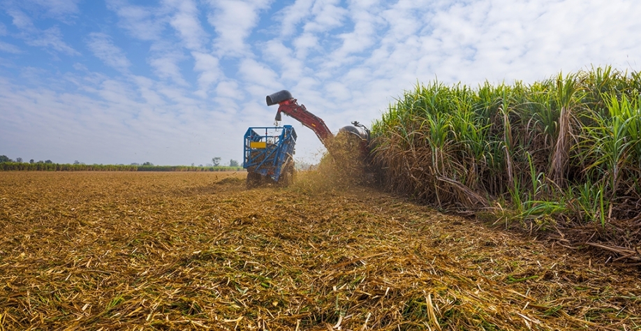 O etanol, um tipo de biocombustível, pode ser feito de cana-de-açúcar