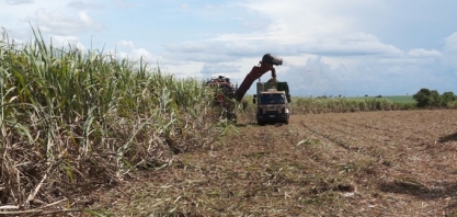 Açúcar inicia a semana em baixa com analistas estimando safra brasileira de cana em 605 m/ton