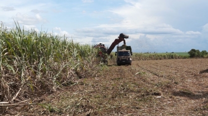 Açúcar inicia a semana em baixa com analistas estimando safra brasileira de cana em 605 m/ton