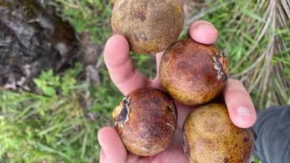 Acelen Renováveis e IAC vão atuar em conjunto no aprimoramento da macaúba