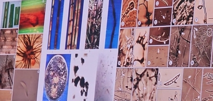 Canaviais com Síndrome da Murcha devem ser erradicados e área deve descansar por dois anos