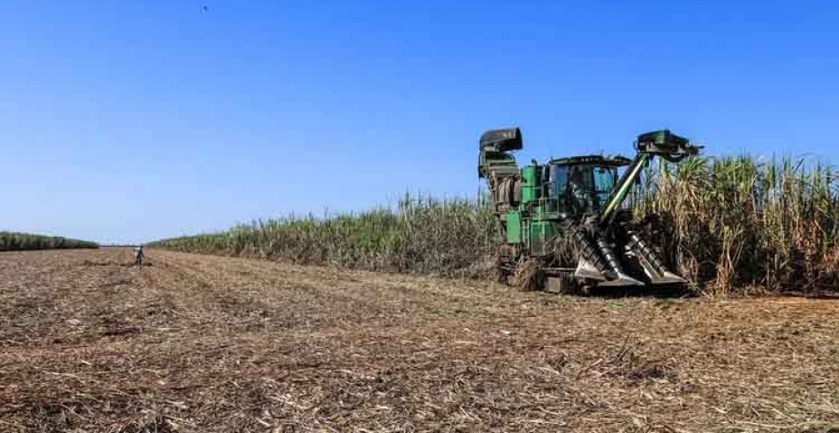 Chuvas de outubro serão fundamentais para o crescimento e a produtividade da cana na próxima safra (Leandro Fonseca/Exame)