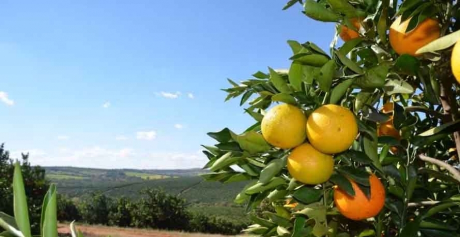 Apenas um maior volume de chuvas e temperaturas mais amenas devem proporcionar alguma melhora às laranjas no pé — Foto: Fundecitrus / Divulgação