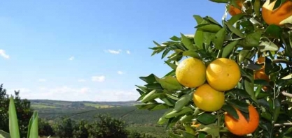 Preços da laranja seguem em alta no mercado interno