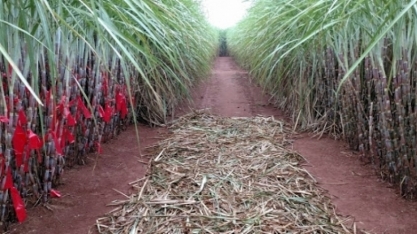 CTC planeja dobrar produtividade da cana até 2040