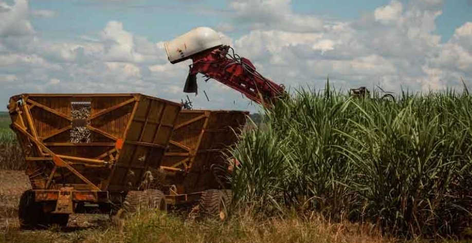 A safra 2024/25 está 18% concluída no Norte e Nordeste do país, diz a NovaBio — Foto: Wenderson Araújo/CNA