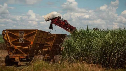 Moagem de cana-de-açúcar na safra 2024/25 cresce 1,9% no Norte e Nordeste