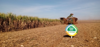Com auxílio da biotecnologia, produtor alcança incremento de produtividade agrícola de 12 ton/ha por corte