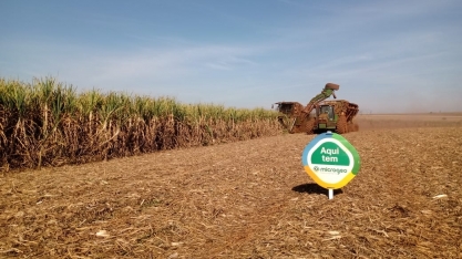 Com auxílio da biotecnologia, produtor alcança incremento de produtividade agrícola de 12 ton/ha por corte