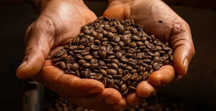 Volatilidade do café deve continuar porque as exportações brasileiras estão fortes — Foto: Wenderson Araujo/CNA