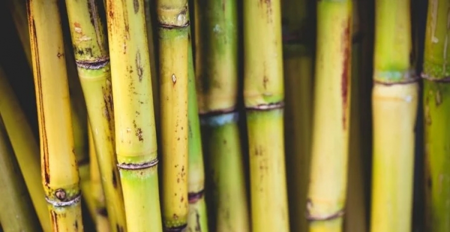 O Brasil é o maior produtor e exportador mundial de açúcar. Enrique Díaz_Getty