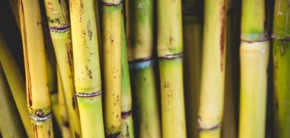 Alta do açúcar impulsiona preços mundiais dos alimentos em setembro, diz FAO