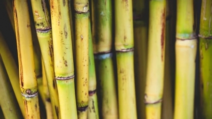 Alta do açúcar impulsiona preços mundiais dos alimentos em setembro, diz FAO