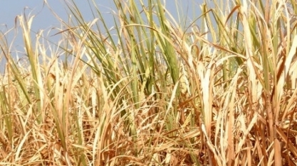 Clima adverso mundo afora encarece produtos agrícolas nas bolsas dos EUA