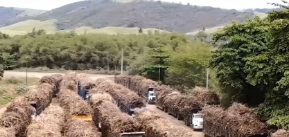 Usina Coaf segue batendo recorde semanal de moagem e prevê 1 milhão de toneladas na safra