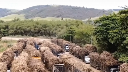 Usina Coaf segue batendo recorde semanal de moagem e prevê 1 milhão de toneladas na safra