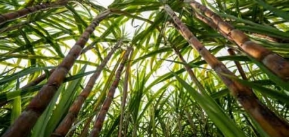RenovaBio: relator apresenta nova proposta para divisão de CBIOS com plantadores de cana
