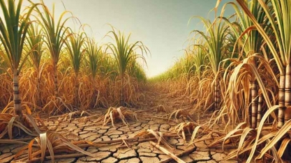 Safra de cana-de-açúcar enfrenta déficit hídrico e prejuízos bilionários em São Paulo e Mato Grosso