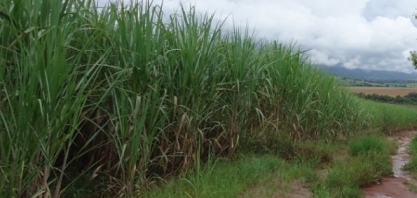 Chegada das chuvas deve provocar correria nos canaviais