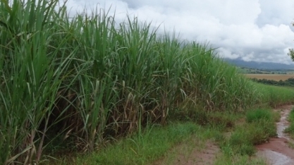 Chegada das chuvas deve provocar correria nos canaviais
