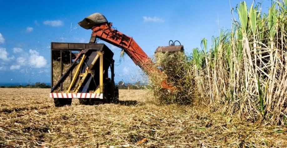 Cana-de-açúcar na Argentina é um mercado com potencial de expansão. Getty