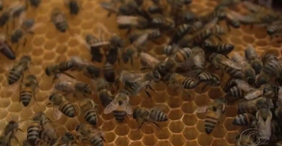 Usina Caeté e Instituto uniram forças para transformar a Palatéia - Foto: Ascom Usina Caeté