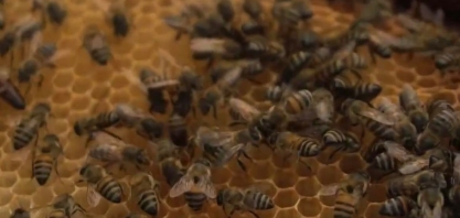 Instituto Beeva, Sebrae Alagoas e Usina Caeté unem forças para fortalecer a apicultura e impulsionar a economia local