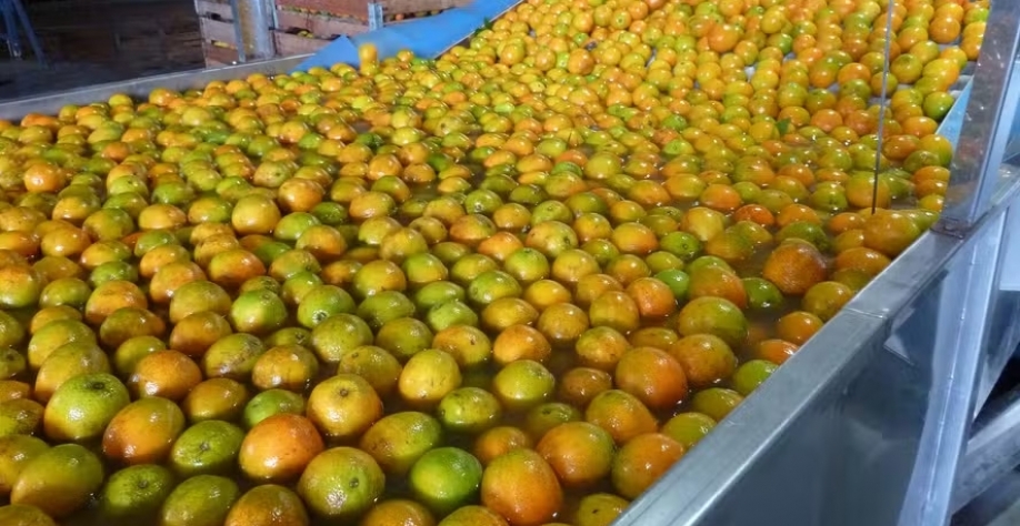Dentre os polos produtores, destaca-se o litoral norte do Estado, próximo à divisa com Sergipe, onde já estão instaladas indústrias — Foto: SEAB