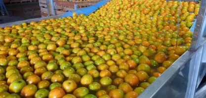 Bahia terá incentivo para atrair processadoras de suco de laranja