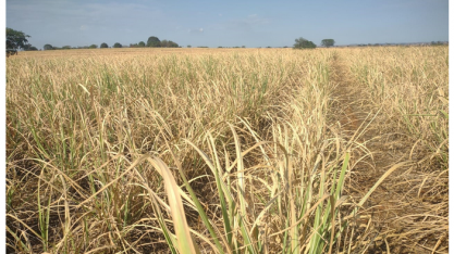 A próxima safra de cana-de-açúcar do Centro-Sul do Brasil se recuperará da seca?
