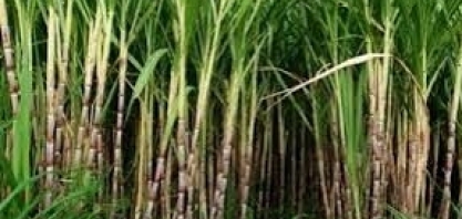 Variedade RB de cana-de-açúcar é tema de evento em Aracaju