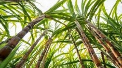 Raízen anuncia venda de até 900 mil ton de cana-de-açúcar por cerca R$381 mi