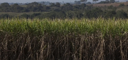 Sindaçúcar-AL: safra 24/25 acumula 7,4 mi de toneladas de cana moídas