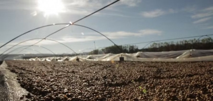 Café registra alta de quase 4% em Nova York, com dólar mais forte