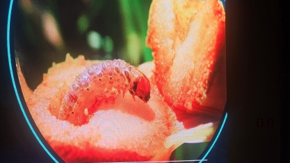Tecnologia de baixa dosagem é a nova solução da Syngenta para o manejo da broca nos canaviais