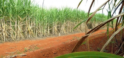 Produção nacional de cana tem impacto diante das condições climáticas