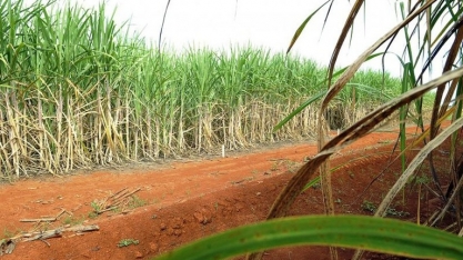Produção nacional de cana tem impacto diante das condições climáticas