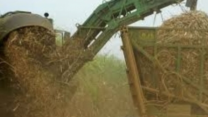 Cana/CTC: produtividade no Centro-Sul cai 20% em outubro ante igual período de 2023