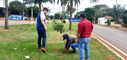 Inpasa doa mil mudas de ipês para preservação da flora em Sidrolândia