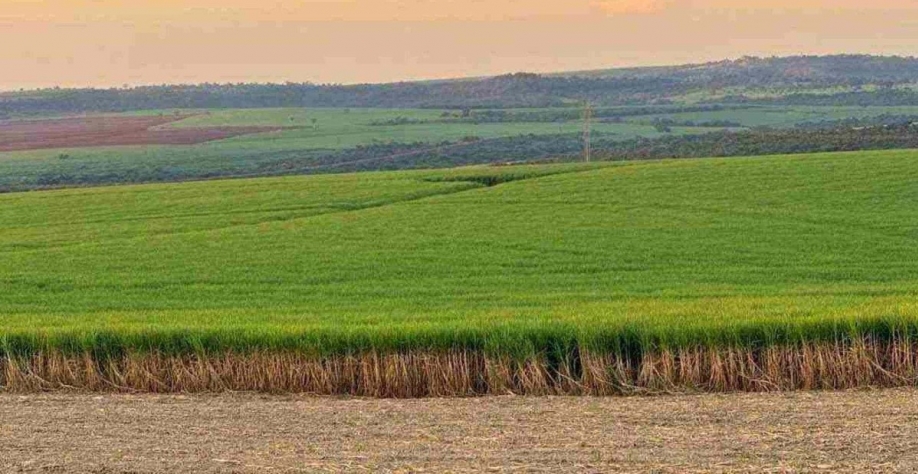 Lavoura de cana no Triângulo Mineiro: apesar do forte impacto da estiagem, investimentos têm garantido a produção e o lugar de destaque do estado. crédito: Faemg/Divulgação