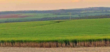Açúcar: setor projeta que, apesar do clima, aquecimento seja na produção