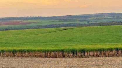 Açúcar: setor projeta que, apesar do clima, aquecimento seja na produção