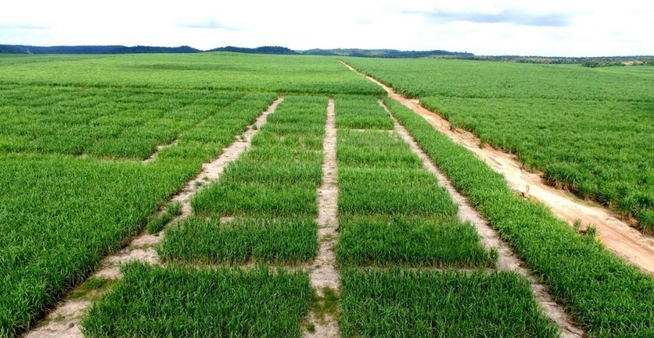 Plantio de cana-de-açúcar na Usina Comvap, que também pertence ao Grupo Olho D'Água - Foto: Foto: Olho D'Água Piauí/Divulgação