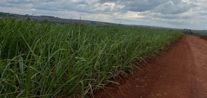 Safra de cana no Norte-Nordeste supera 21 milhões de toneladas até 15 de outubro