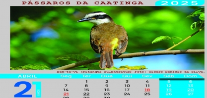 Os Pássaros da Caatinga