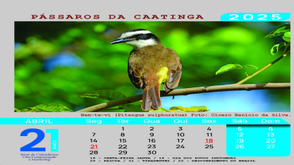 Os Pássaros da Caatinga